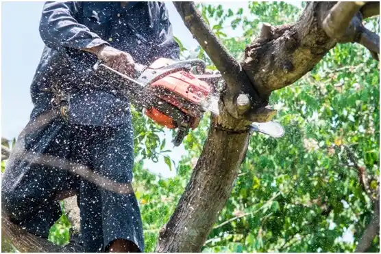 tree services San Elizario